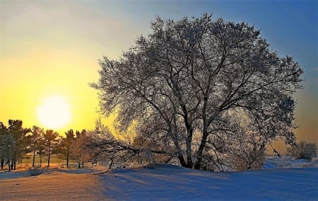 Winter sunrise - snow, winter, tree, sun