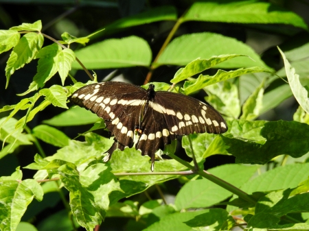 Giant Swallowtail - Giant Swallowtail, Summer, Tree, Butterfly, Photography