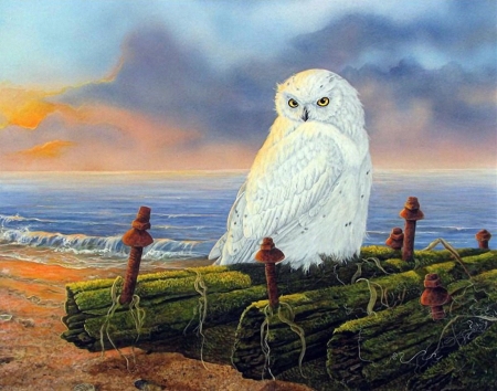 Morning by the Sea - animal, bird, owl, water