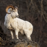 Big Horn Sheep