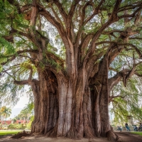 El Arbol del tule