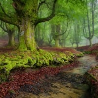 Forest in Andalusia, Spain