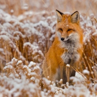 Fox
