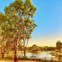 Gum trees by lake