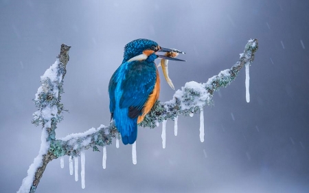 Frozen - branch, fish, icicles, kingfisher