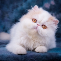 Persian Cat