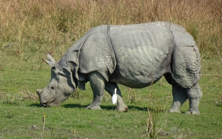 Rhino and Egret - bird, rhino, egret, animal