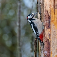 Great Spotted Woodpecker