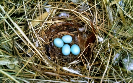 Robin's Eggs - blue, robin, eggs, nest