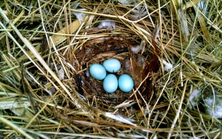 Robin's Eggs - eggs, robin, nest, blue