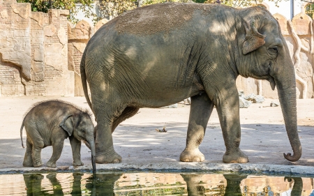 Elephants - mother, baby, elephants, water, animals