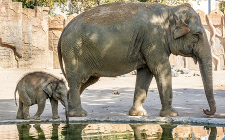 Elephants - elephants, water, mother, baby, animals