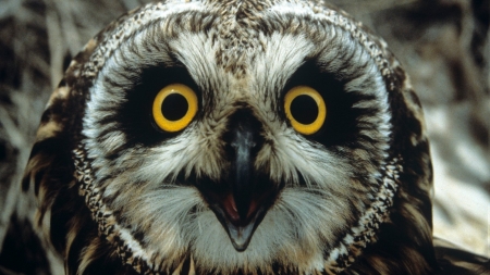 Short Eared Owl - eared, bird, owl, short