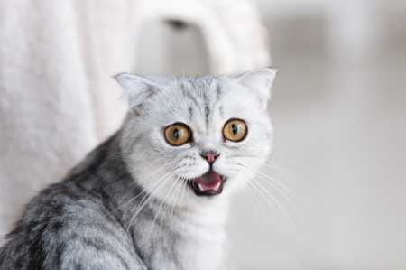 cat wallpaper - animal, pet, cat, kitty