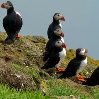 Puffins