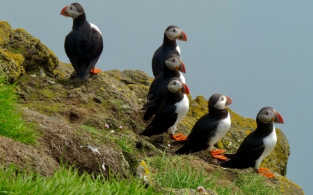 Puffins - sea, birds, puffins, iceland