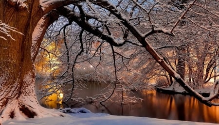 River near park - river, trees, branches, park