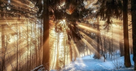 sunbeams in the woods - snow, winter, forest, sun