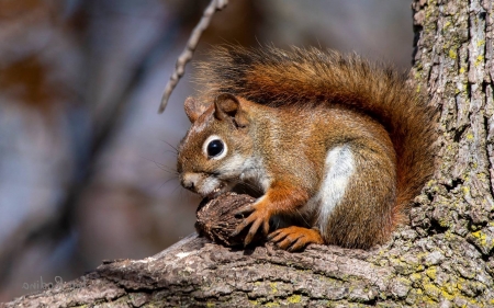 Squirrel with Nut - nut, animal, squirrel, tree