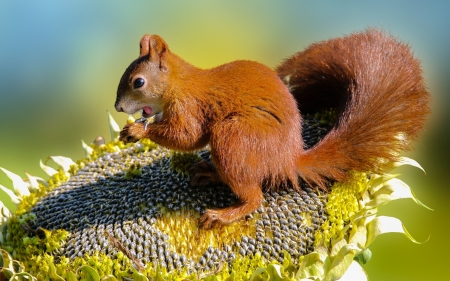 Squirrel on Sunflower - animal, seeds, sunflower, squirrel