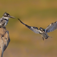 Pied Kingfishers