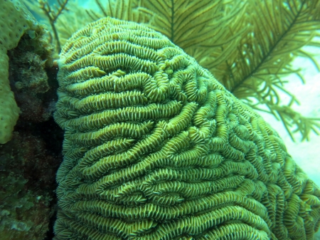 Brain Coral