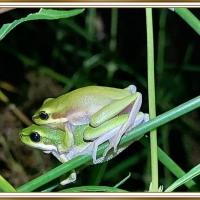 FRAMED FROGS