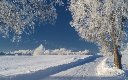Winter Road in Latvia - snow, winter, field, Latvia, trees, road, hoarfrost