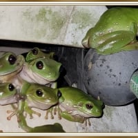 FRAMED FROGS