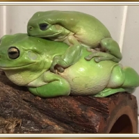 FRAMED FROGS