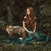 Waiting ( Curious fox )