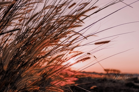 Sunrise - coughrange19, cploz883, dancemaria9, deadedger50, deorquidea, dottieandmelvin, drawlake64, dropgear3, drugplier9, effectalley61, energyjuly09, europecourt4, eventcamera46