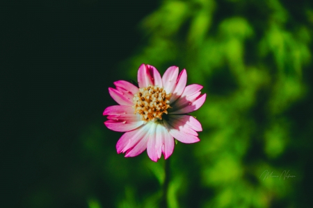 kenikir pink - peaksaw8, peonyheaven48, perumall4, poppycanada6, psyblade, pwrhound, recordheron80, riflesilver86, ringcobweb27, rodcreek50, rubberyard7, runspike3, salaryepoxy9, sandsnow, sauceox8, savemiddle9