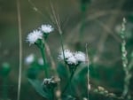 White Flowers