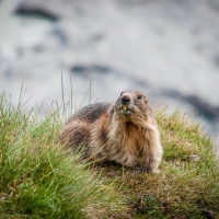 Alpine Marmot