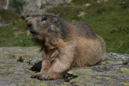 Alpine Marmot - marmot, rodent, animal, alpine