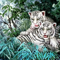 Young white Tigers