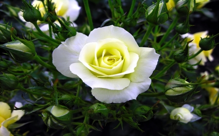 A rose - yellow, rose, white, buds, garden, scent, beautiful, fragrance