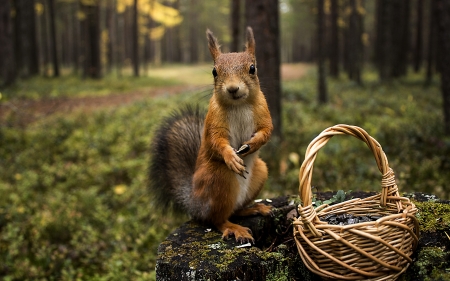 Do you want some acorns? - animal, rodent, acorn, squirrel