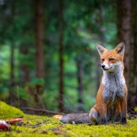 Fox Cub