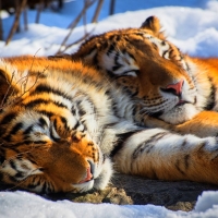 Sleeping tigers