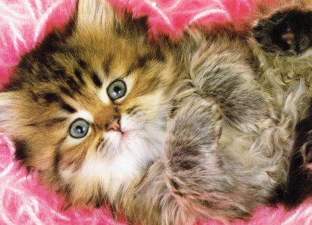 Cute Kitten - Paws, Cat, Kitten, Cute
