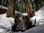 One of the many tiny waterfalls created from all the snow melt at Mt. Rainier National Park