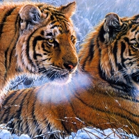 Tigers