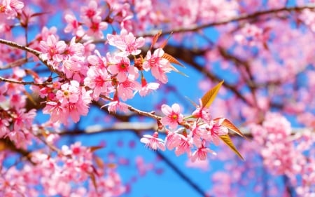 Spring - bloom, primavara, sakura, blue, cherry, spring, flower, pink