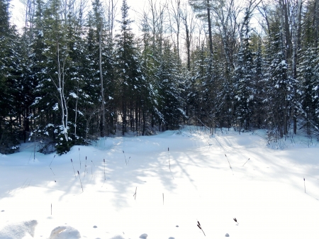 Winter  Pond - nature, photography, pond, shadows, snow, trees, winter