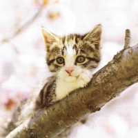 Kitten in a Tree