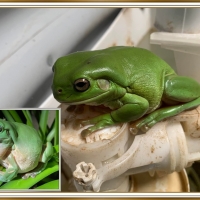 FROG COLLAGE