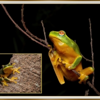 FROG COLLAGE