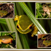 FROG COLLAGE